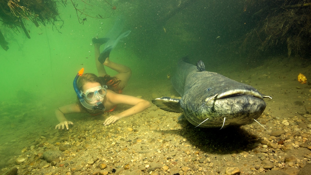 Girl with a large catfish, also known as European wels (Silurus glanis), in a river in Germany