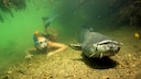 Girl with a large catfish, also known as European wels (Silurus glanis), in a river in Germany