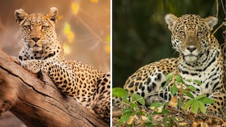 Collage of Jaguar Next to Leopard