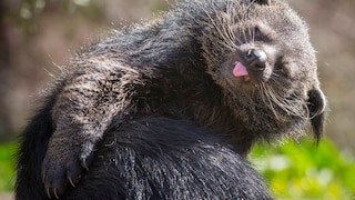 Binturong