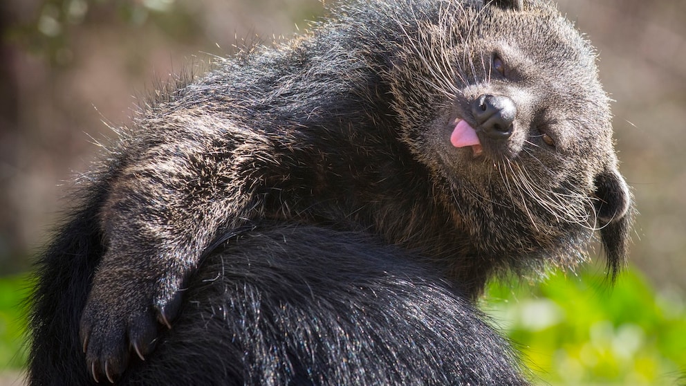 Binturong