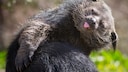 Binturong