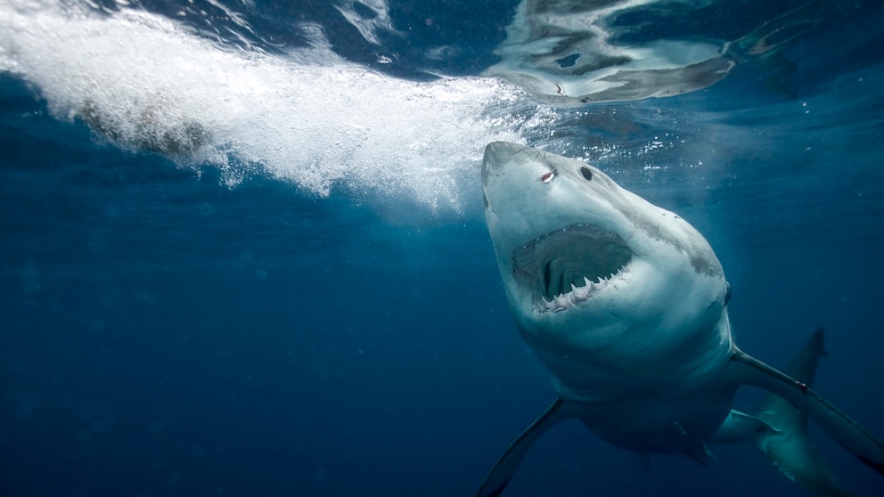 Great White Shark Swims Through Water With Mouth Open, Nostrils Clearly Visible
