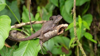 Helmeted Basilisk on a Branch in the Rainforest