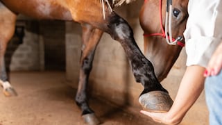 Veterinarian Checks Horse for Laminitis