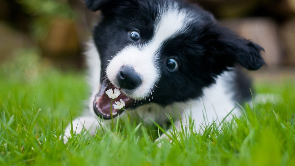 3-Month-Old Border Collie Puppy Snapping at Daisies