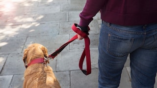 Dog Control