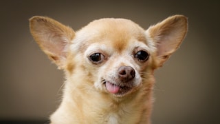 Chihuahua Grins With Tongue Sticking Out