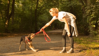 Dog Bites and Pulls on Leash