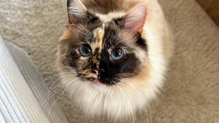 Cat Pebbles with her three-colored, two-toned face