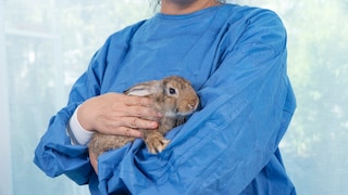A rabbit is in the arms of a veterinarian and shows signs of pain.