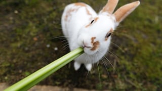 A rabbit sits on the meadow, nibbling on a celery.