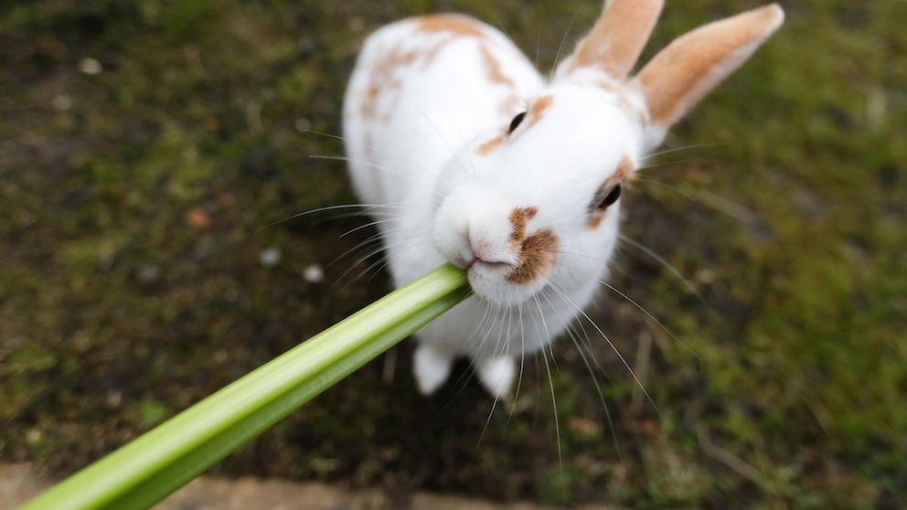 A rabbit sits on the meadow, nibbling on a celery.