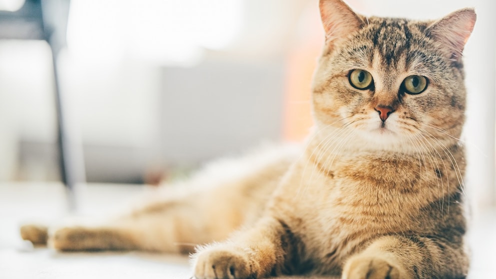 A cat looks incredulously at the camera.