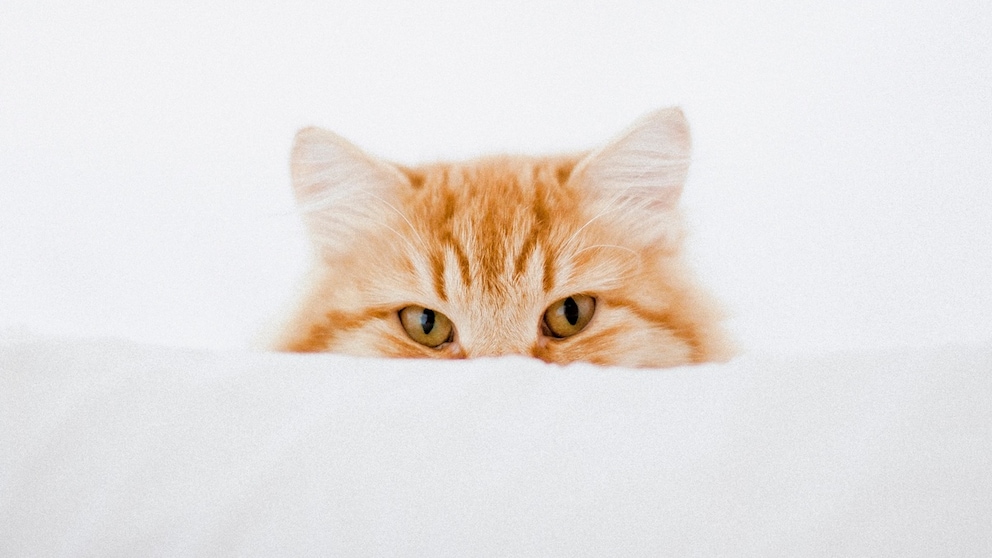 Cat Peeks Out From Behind a Pillow