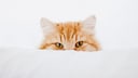 Cat Peeks Out From Behind a Pillow