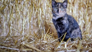 Cat in the Straw