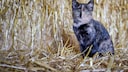 Cat in the Straw