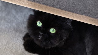 Black Cat Hides Under Furniture