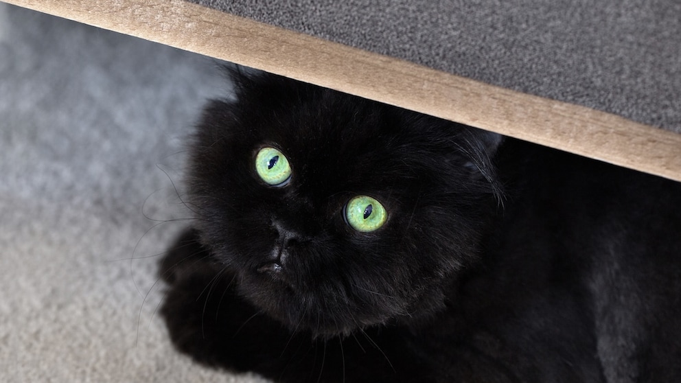Black Cat Hides Under Furniture