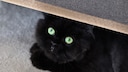 Black Cat Hides Under Furniture