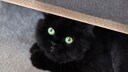 Black Cat Hides Under Furniture