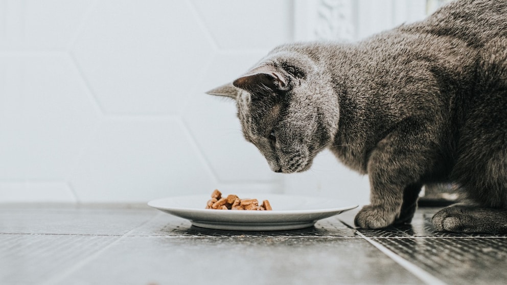 Russian Blue Cat in Front of a Plate of Wet Food