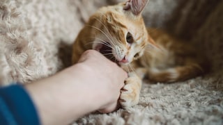 Cat Bites Human's Hand