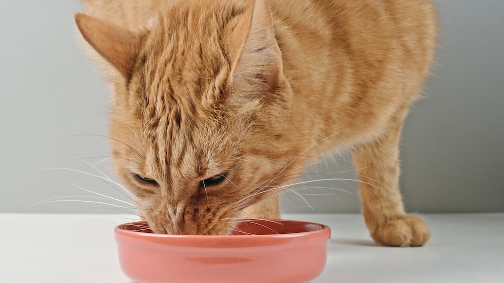 Orange cat eats from its bowl