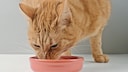 Orange cat eats from its bowl