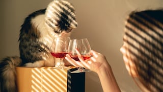 Cat Sniffs Red Wine