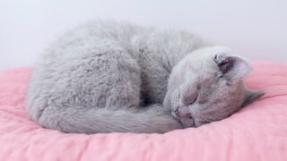 Small gray cat sleeps on the left side