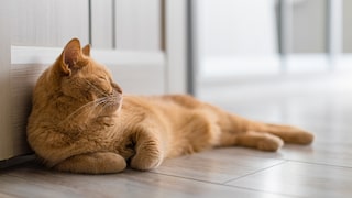 Cat Suddenly Sleeps Elsewhere