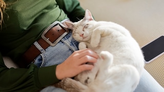 Cat purrs contentedly on the owner's lap