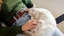 Cat purrs contentedly on the owner's lap. Why do some cats purr more than others?