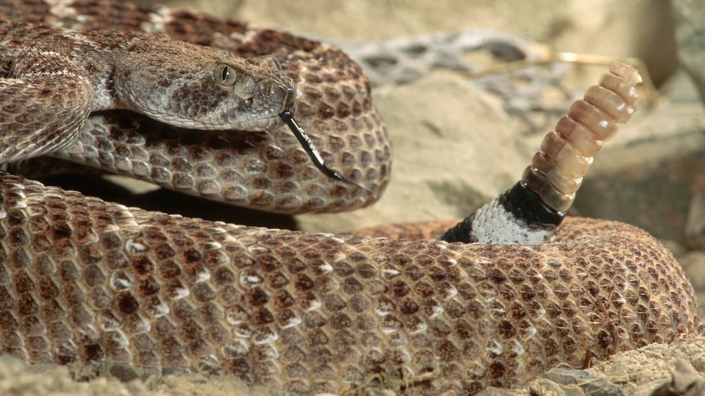 Texas rattlesnake, also known as the western diamondback rattlesnake (Crotalus atrox)