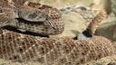 Texas rattlesnake, also known as the western diamondback rattlesnake (Crotalus atrox)