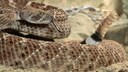 Texas rattlesnake, also known as the western diamondback rattlesnake (Crotalus atrox)