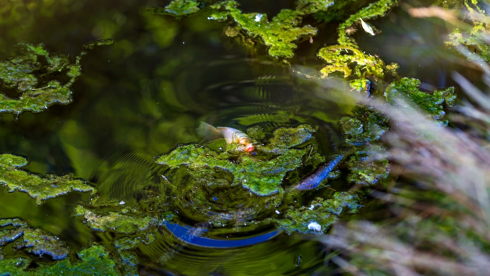 Turbulence in a Small Pond