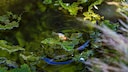 Turbulence in a Small Pond