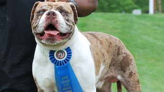 The Alapaha Blue Blood Bulldog is a loyal guard dog with a rare lineage.