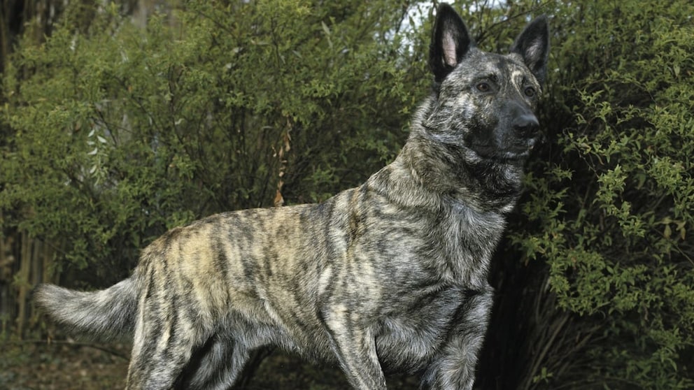 The Dutch Shepherd impresses with its versatility, character, and three coat types—ideal for experienced enthusiasts.
