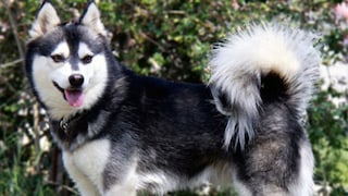 The Alaskan Klee Kai is a relatively new dog breed that originated in the United States in the 1970s.