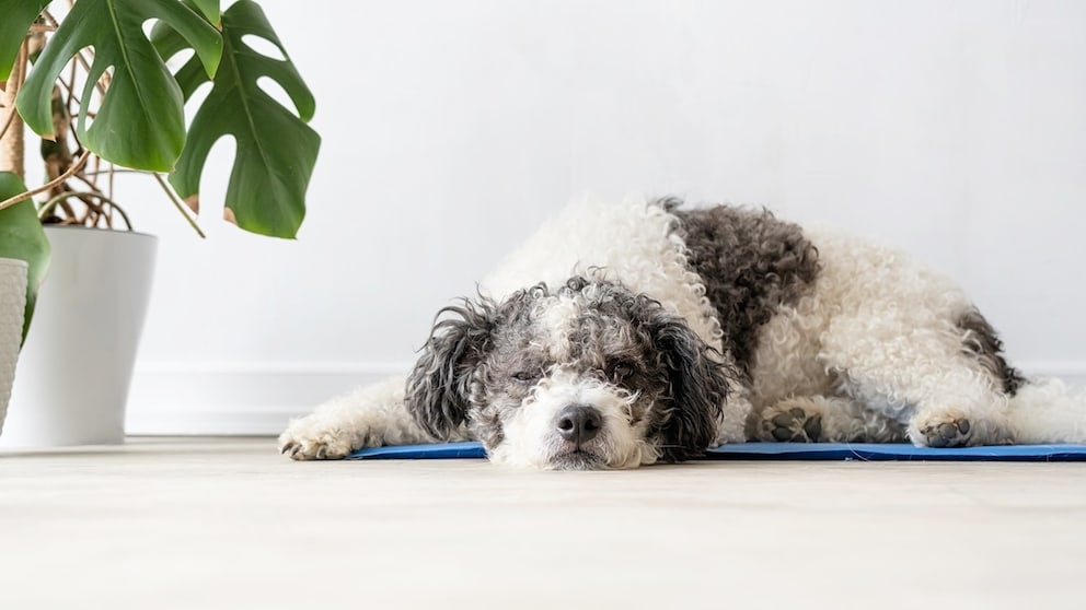 Dog Likely Resting on Cooling Mat with Plant Nearby