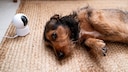Artificial Intelligence Dog