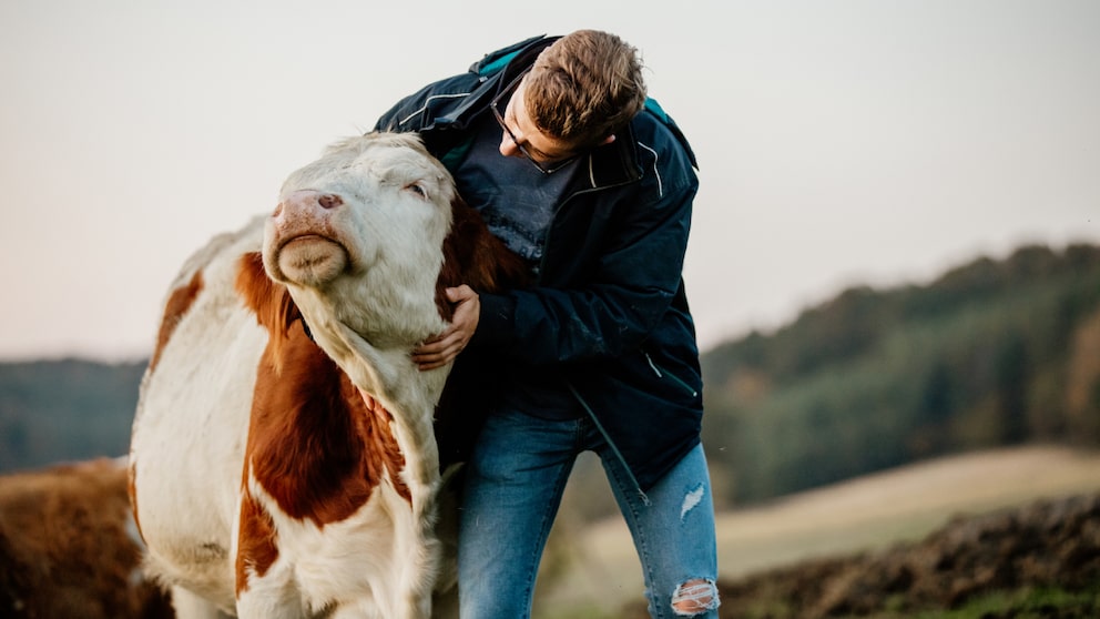 Cow Cuddling