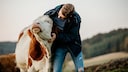Cow Cuddling