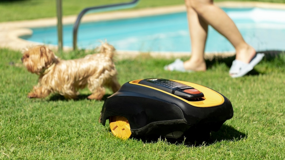 Robotic Mower Rolls Toward Dog in Garden