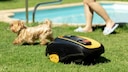 Robotic Mower Rolls Toward Dog in Garden