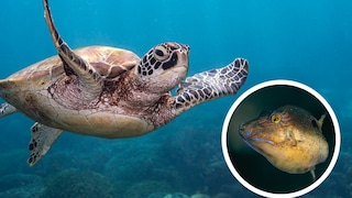 Collage of an underwater sea turtle and the Caribbean sharpnose puffer (Canthigaster rostrata)
